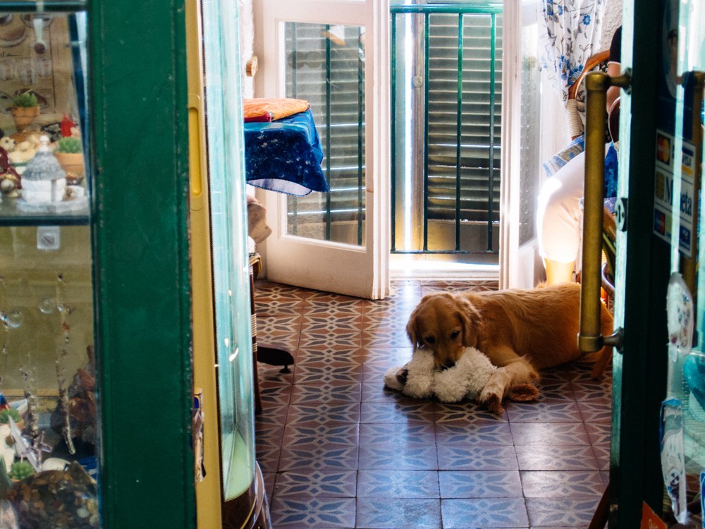 I like to visit the same places - My, Italy, Liguria, Longpost, cat, Dog