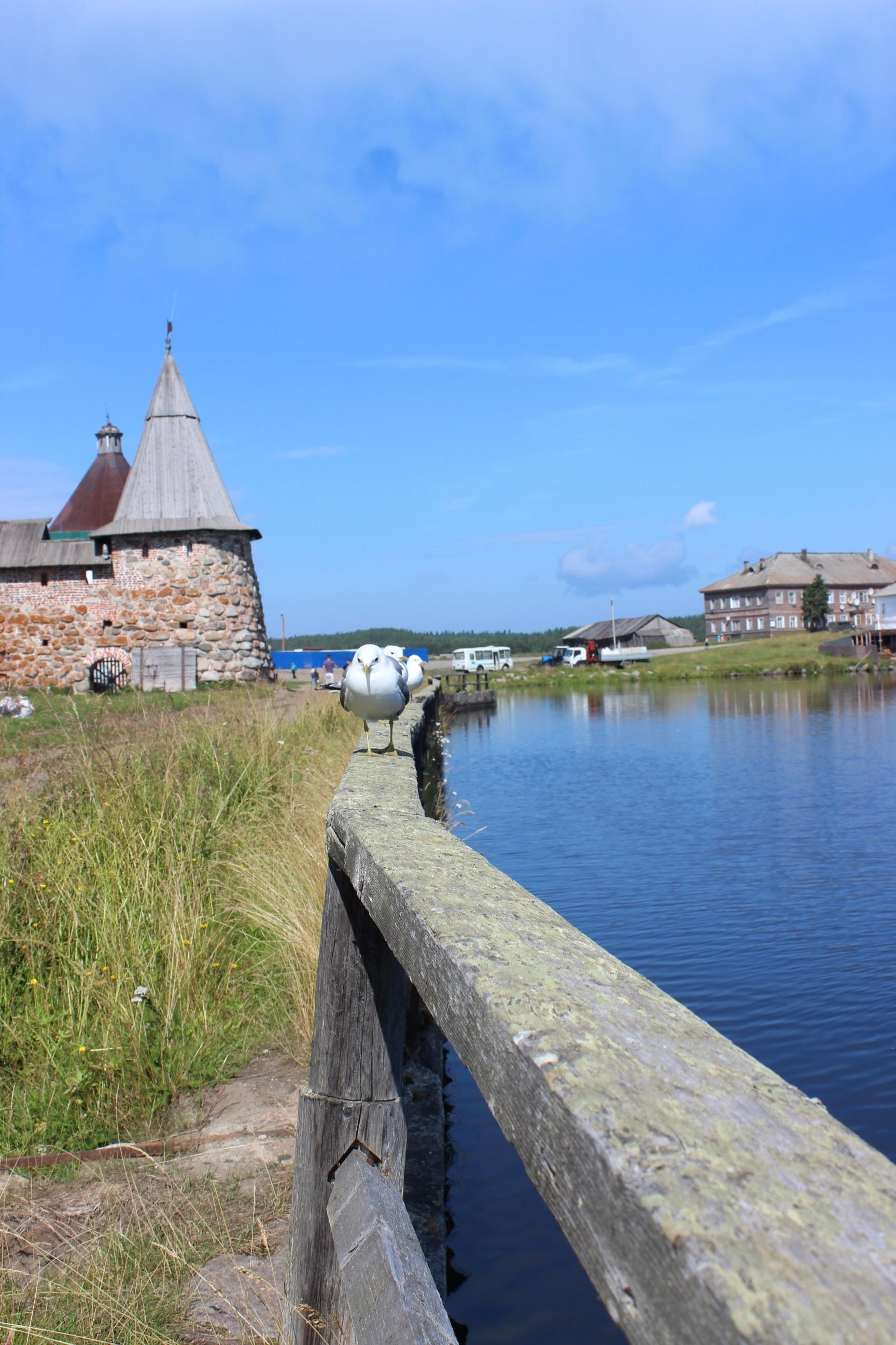 A couple of photos from a trip to the Solovki. - My, Solovki, Карелия, Photo on sneaker, Longpost