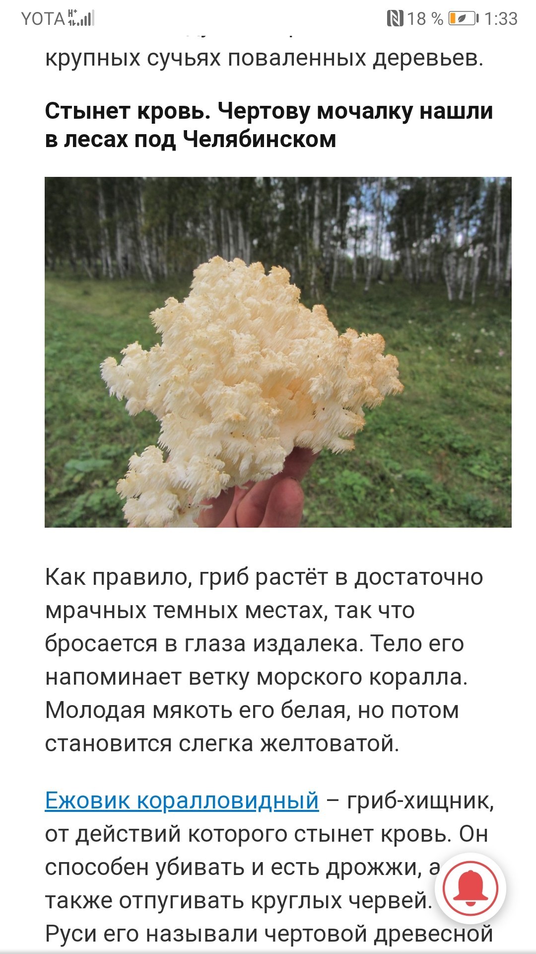 This mushroom is listed in the Red Book. - Mushrooms, Laugh, Ludicrous, Oddities, Ezhovik