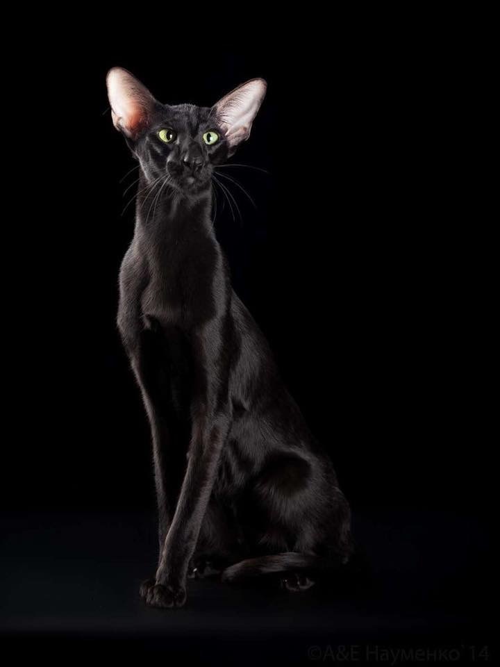 Черная кошка, белый кот. Фас, профиль. | Пикабу