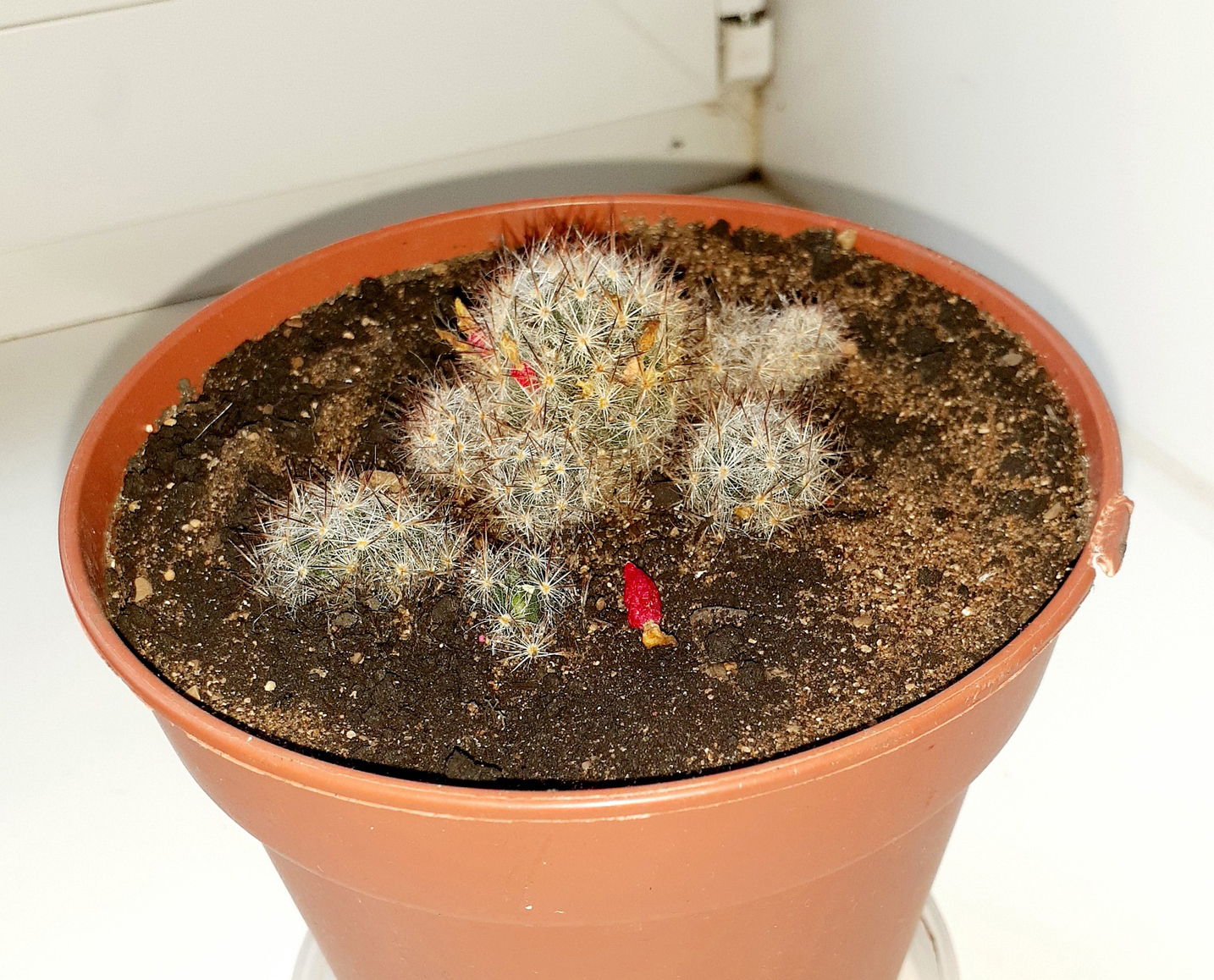 Mammillaria shoot-bearing - Cactus, Flowers, Longpost, Mammillaria