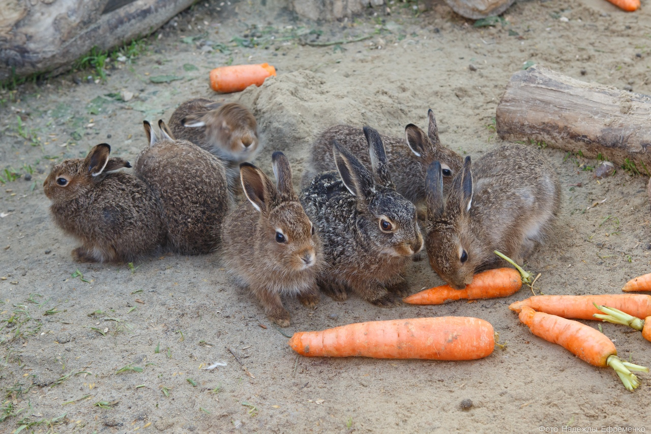 Rusak, hare .. Cuff? - Hare, Hare, White hare, , Hare House, Video, Longpost