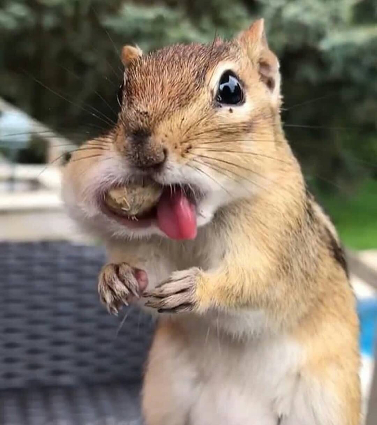 Squirrel - Nuts, Chipmunk