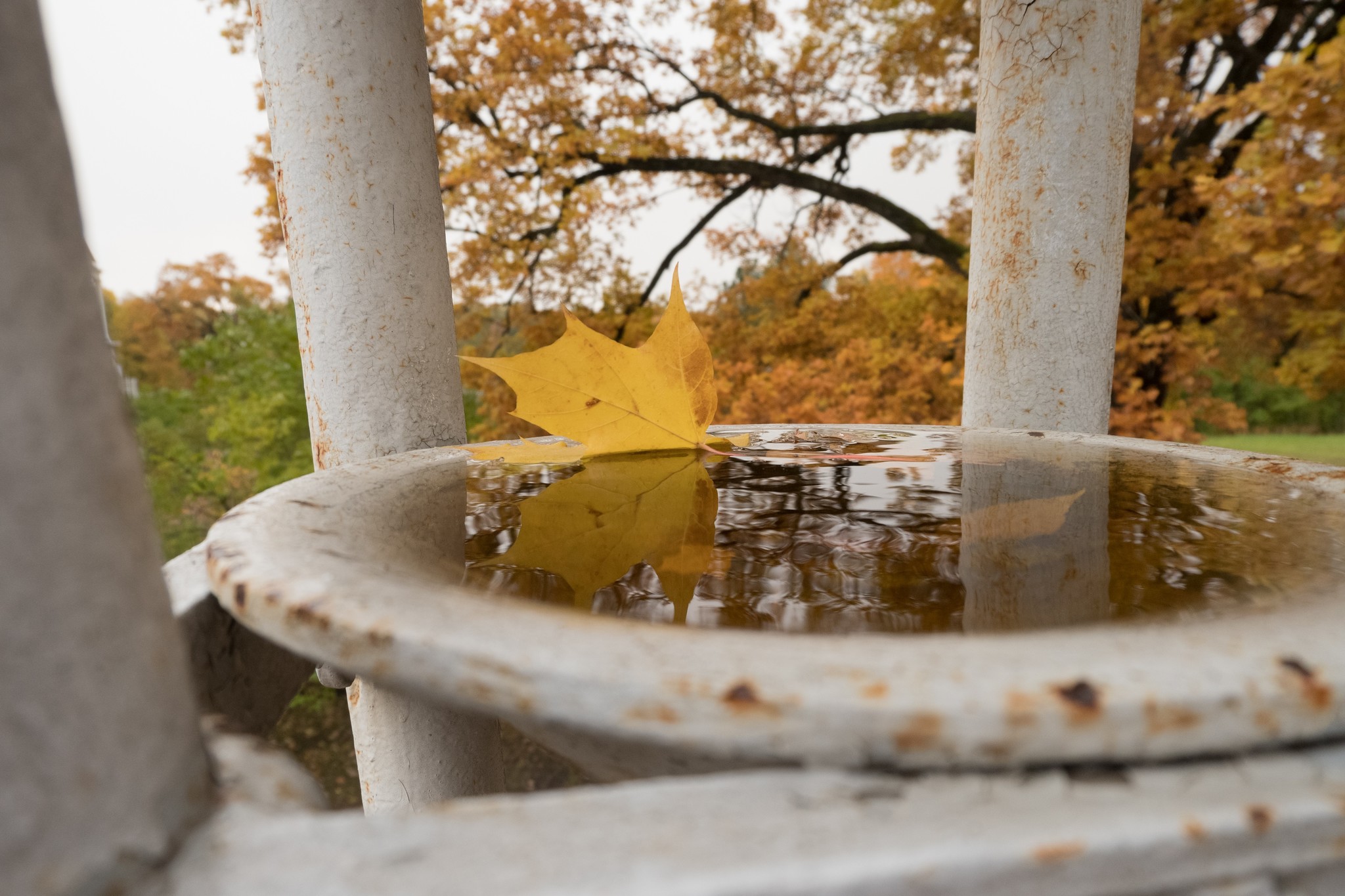 We must go rustling until everything is blown away! - My, Autumn, Catherine Park, Pushkin, The photo, Longpost