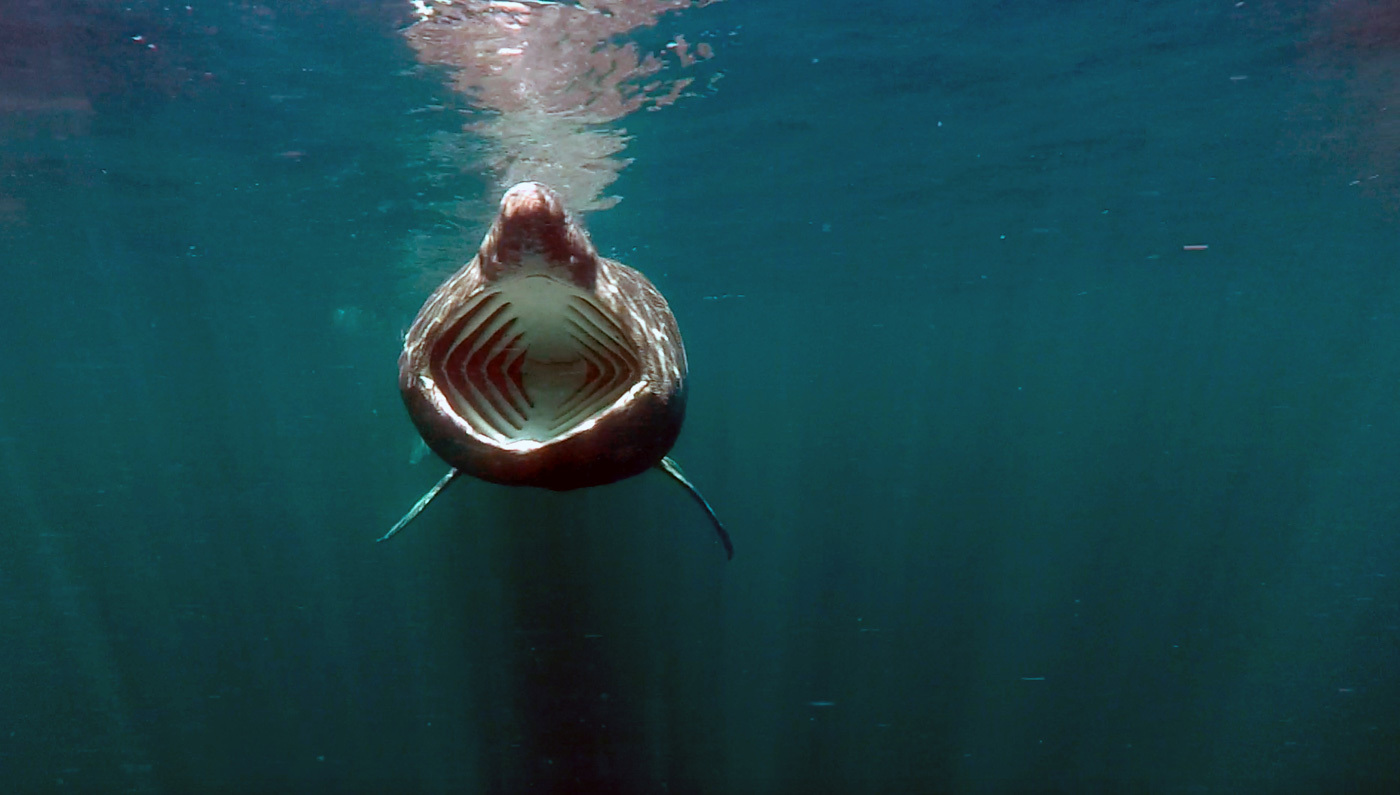 Ocean World: a selection of photos - Ocean, Underwater world, Shark, Whale, Jellyfish, Seaweed, The photo, Scuba diver, Longpost, Jellyfish