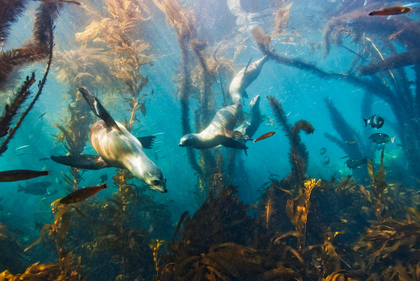 Ocean World: a selection of photos - Ocean, Underwater world, Shark, Whale, Jellyfish, Seaweed, The photo, Scuba diver, Longpost, Jellyfish