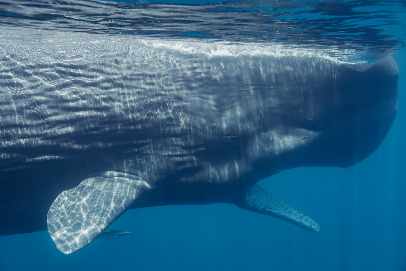 The largest ocean in the world