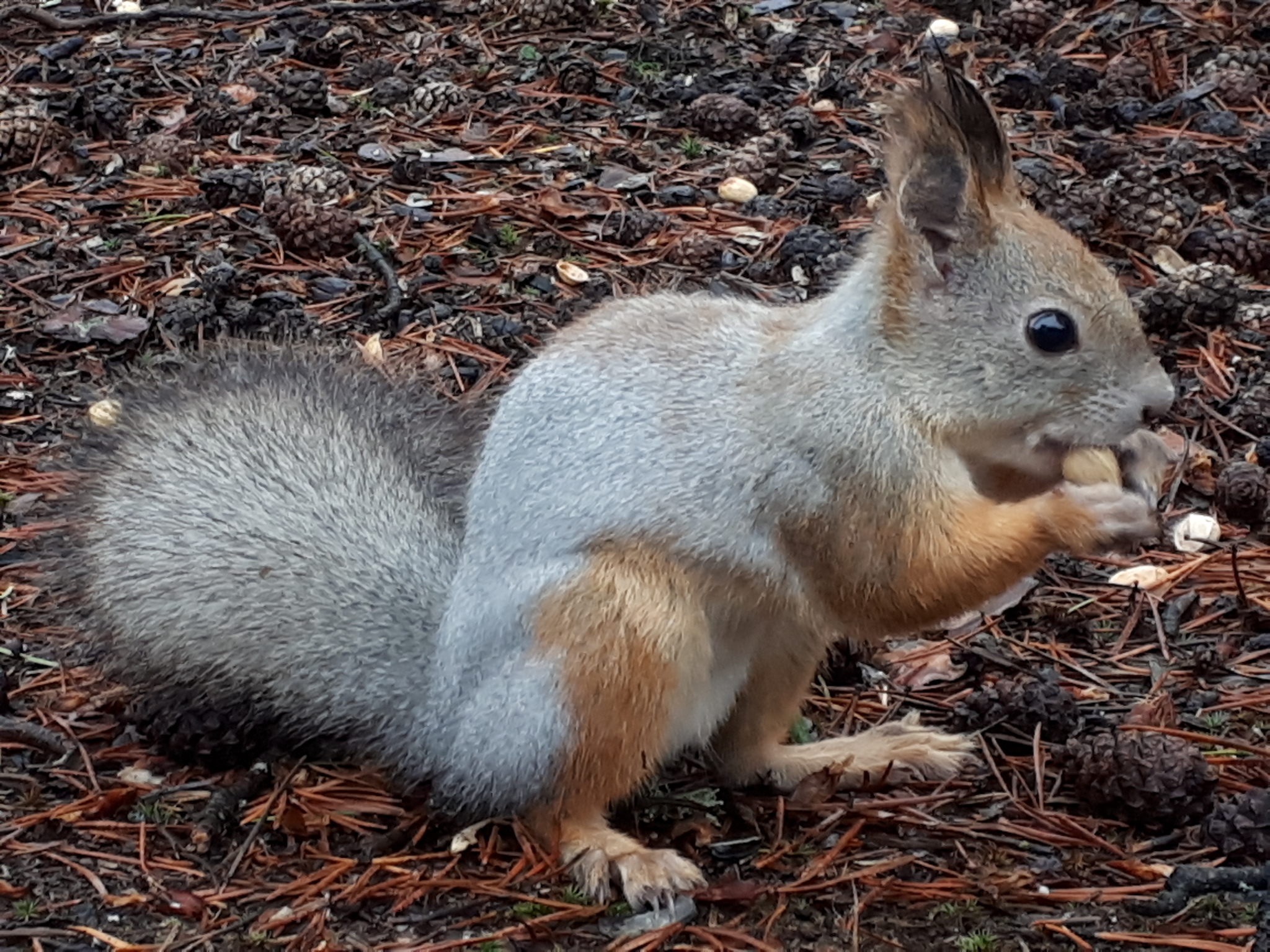 The squirrel is getting ready for winter. - My, Squirrel, The photo