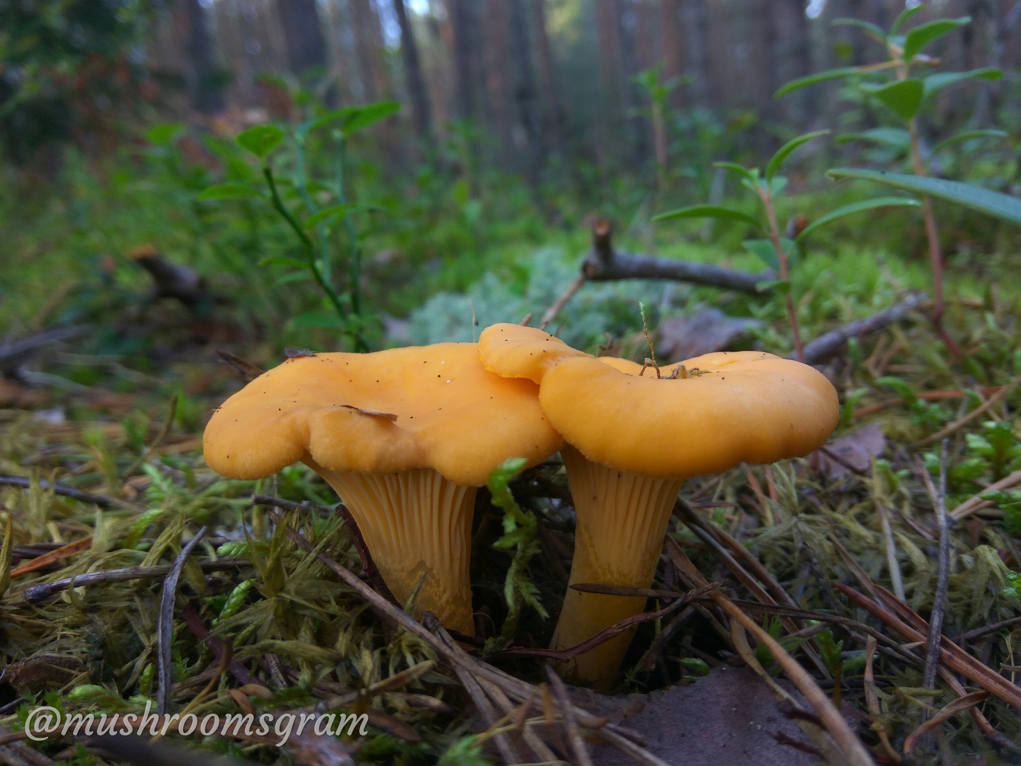 Mushroom Team 2019 - My, Mushrooms, Silent hunt, Chanterelles, Boletus, Porcini, Longpost