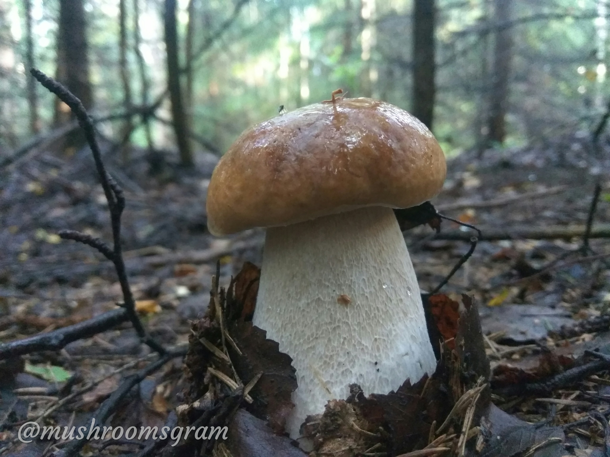 Mushroom Team 2019 - My, Mushrooms, Silent hunt, Chanterelles, Boletus, Porcini, Longpost