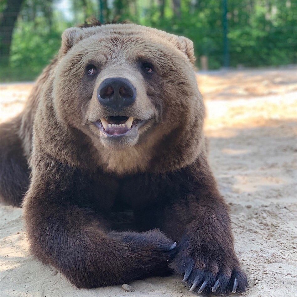 Smiling bear - The Bears, The photo, Smile