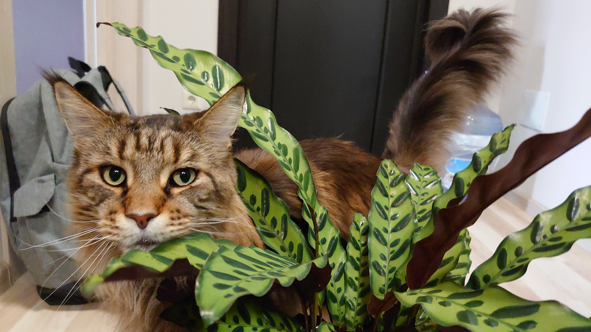 2 cats, 1 flower - My, cat, Maine Coon