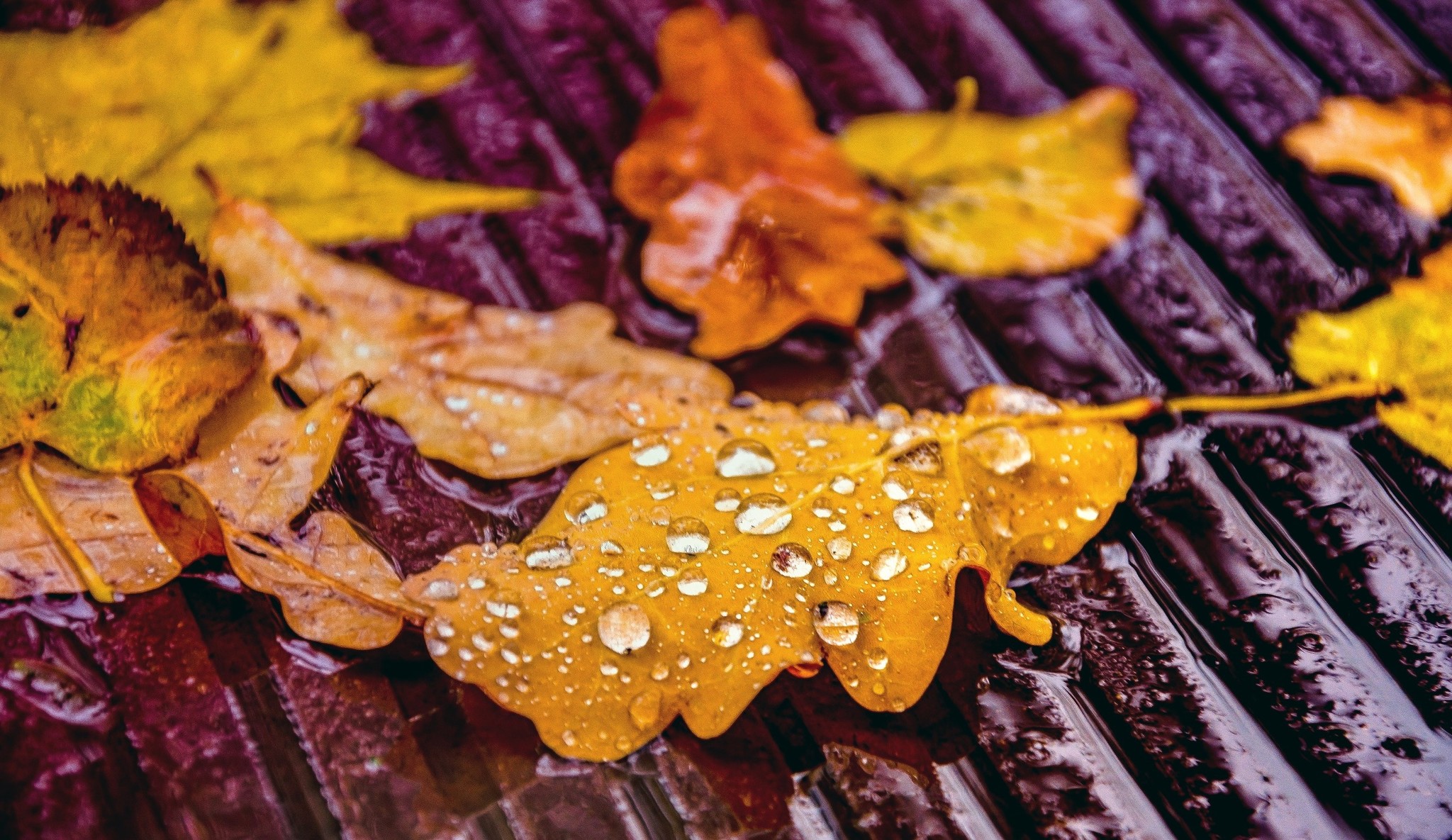 Autumn in Tsaritsyno - My, The photo, Landscape, Russia, Autumn, Photographer, Longpost