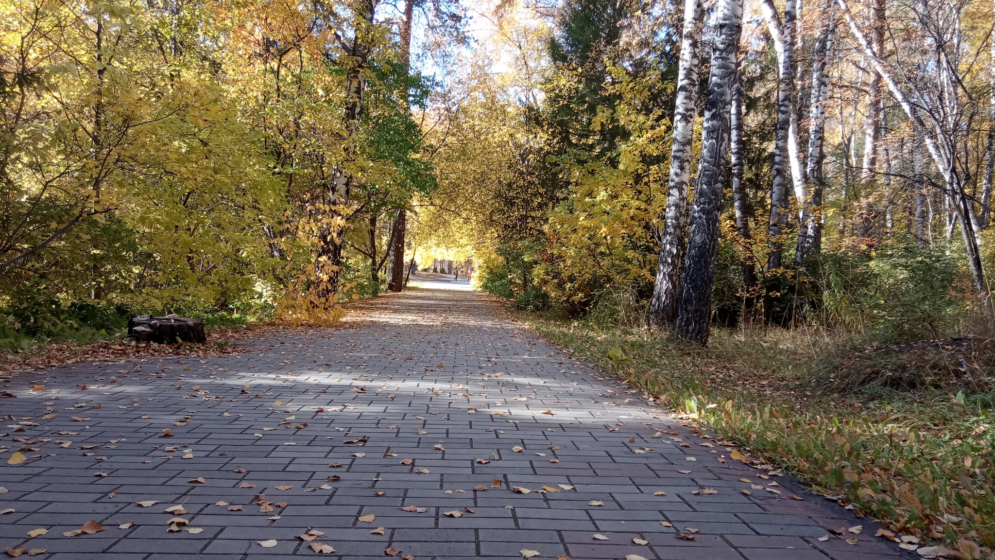 Академгородок осенью 2019 - Моё, Осень, Красота, Академгородок, Дерево, Листья, Новосибирская область, Фотография, Длиннопост