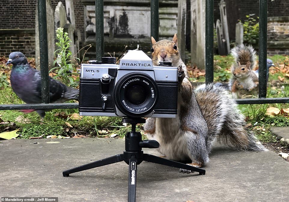 Белка фотографирует голубей - Белка, Голубь, Фотография, В мире животных, Длиннопост