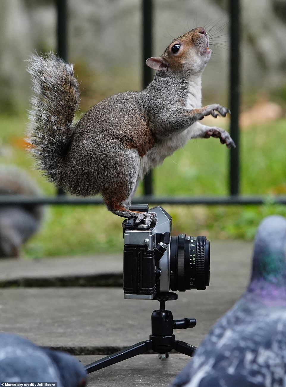 Белка фотографирует голубей - Белка, Голубь, Фотография, В мире животных, Длиннопост