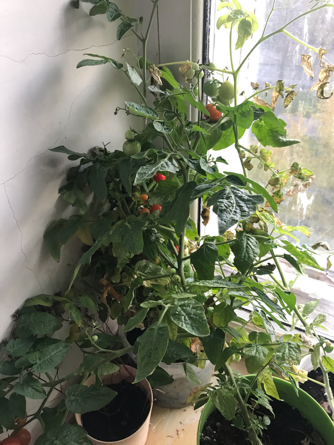 Cherry tomatoes. - My, Tomatoes, Plant growing, Houseplants, Longpost