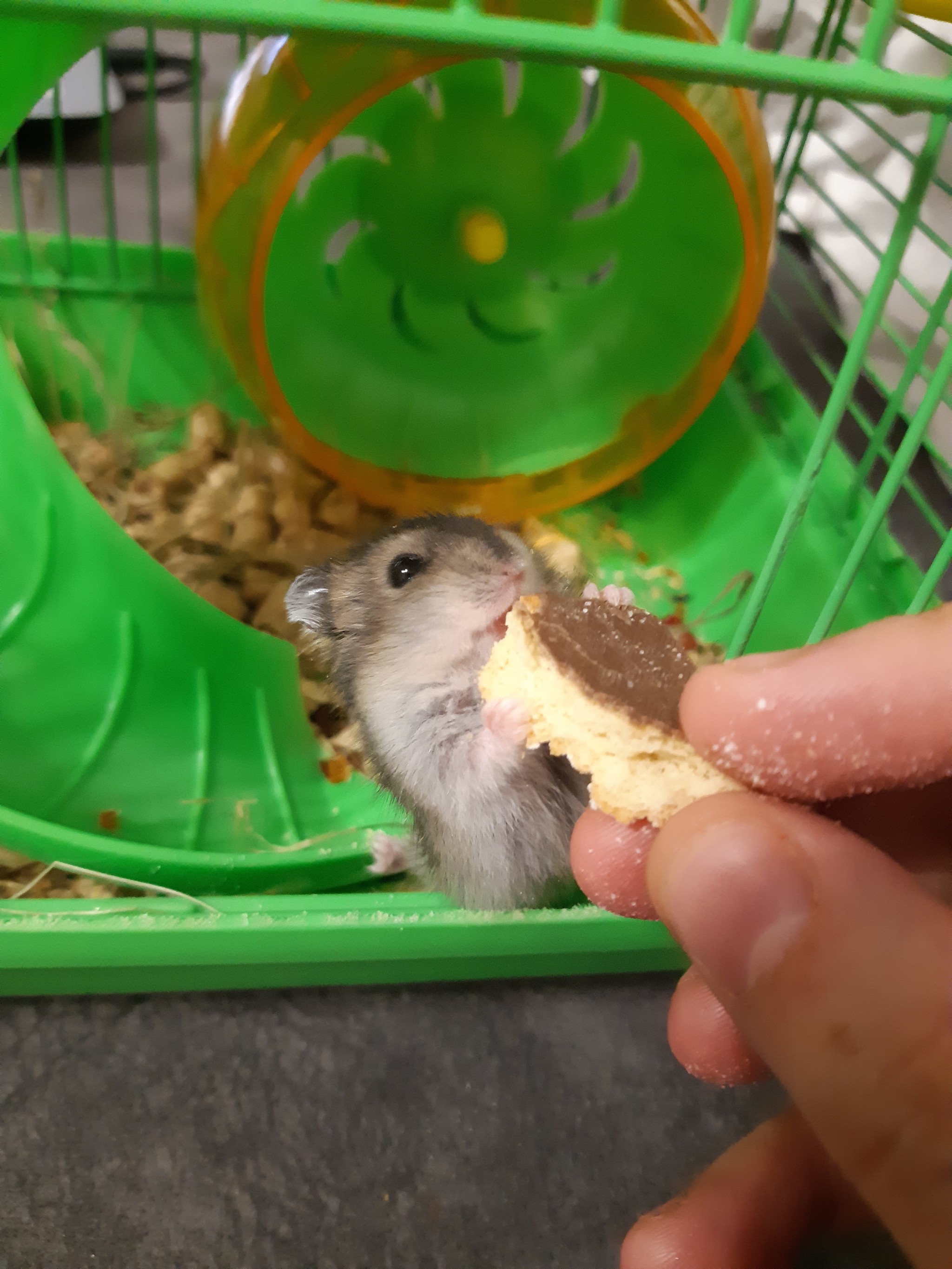 Can you tell me, please, what is the name of this little one? (If that's a boy) - My, Pets, Hamster