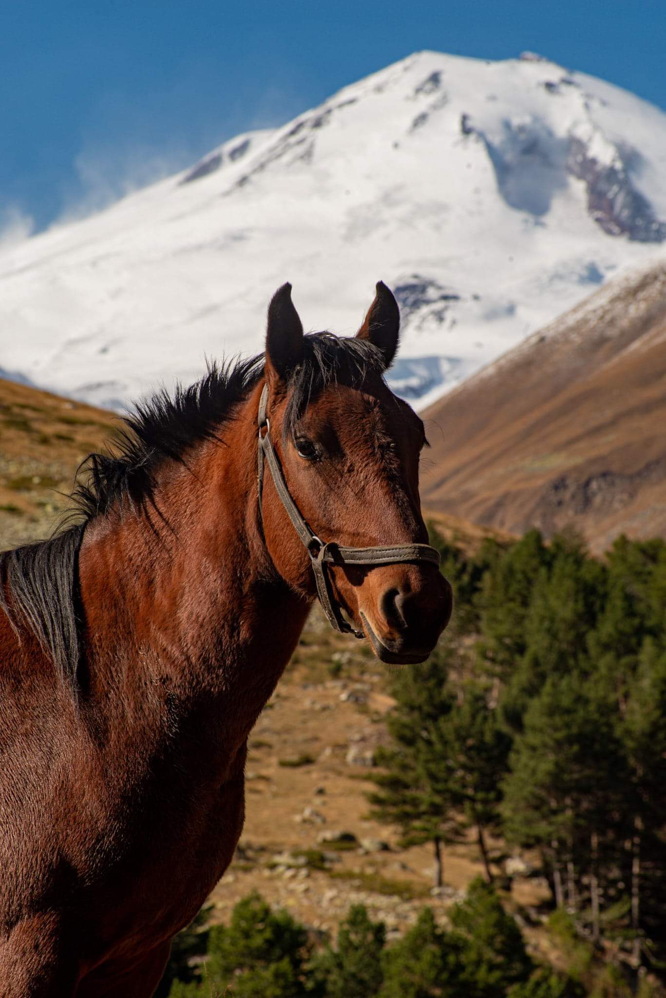 Mountain horse. Лошади в горах. Кавказ лошади. Лошади в горах Кавказа. Красивая лошадь в горах.