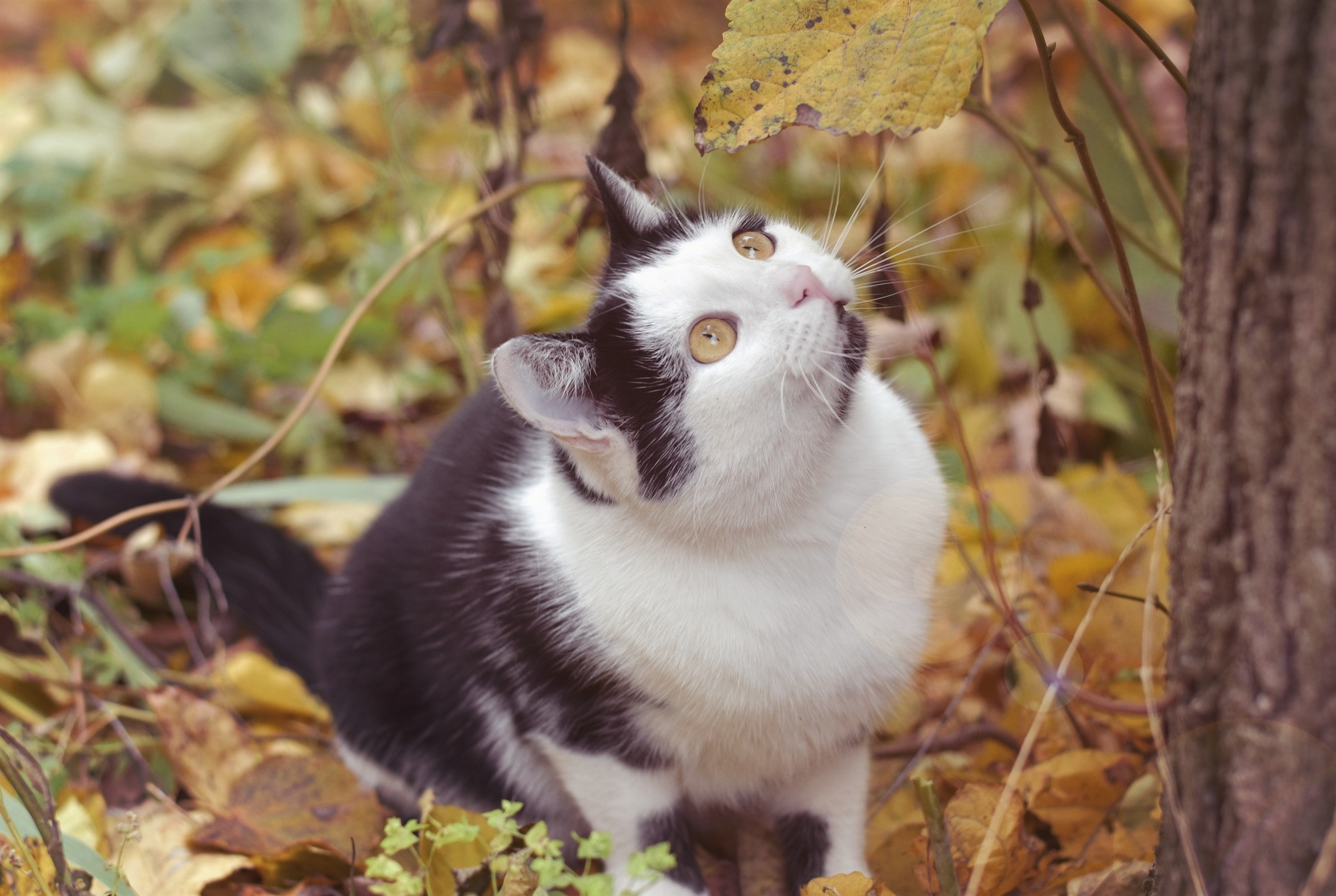 Невероятно харизматичный уличный кот Зайчик - Моё, Кот, Котомафия, Осень, Фотография, Длиннопост, Орел