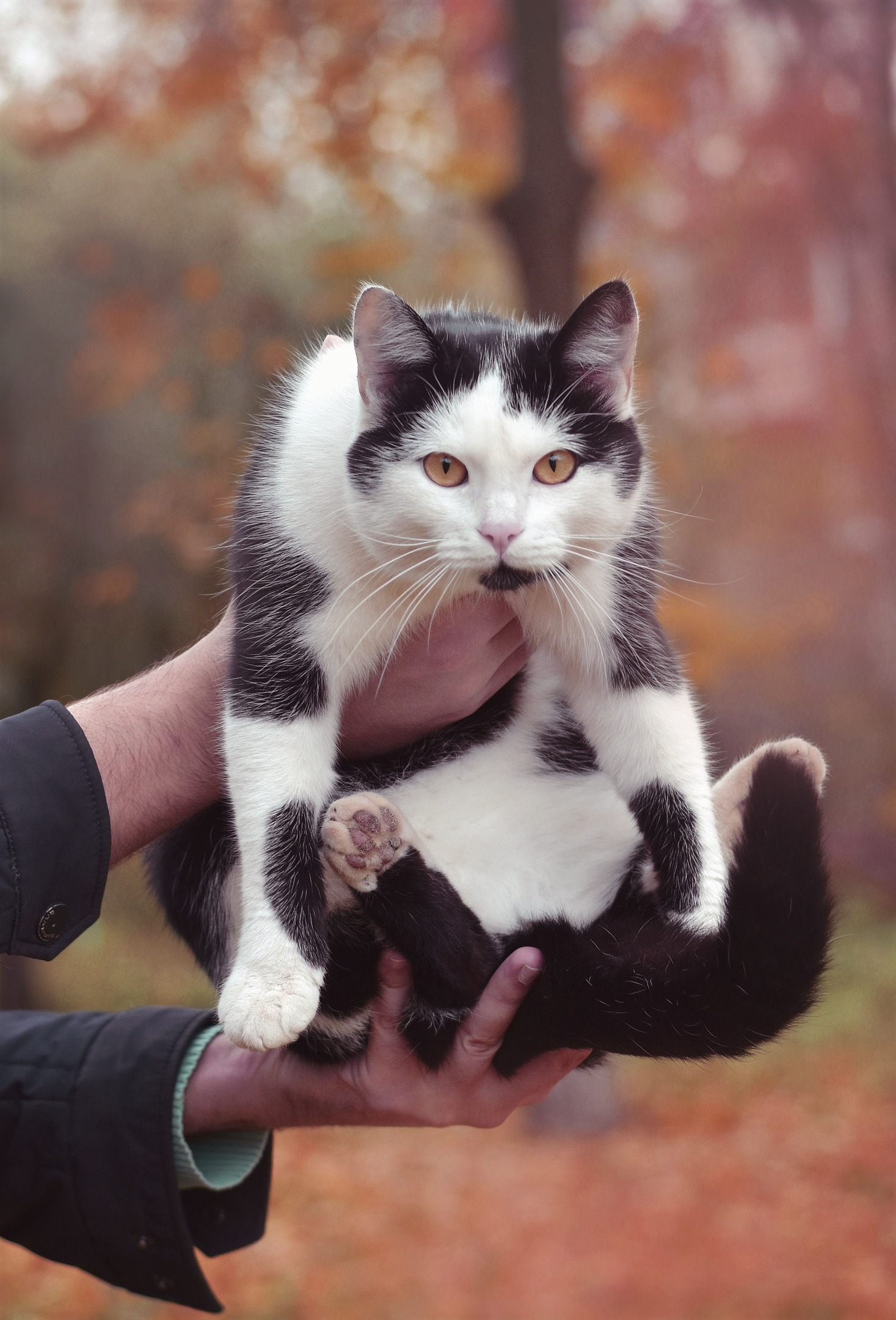 Невероятно харизматичный уличный кот Зайчик - Моё, Кот, Котомафия, Осень, Фотография, Длиннопост, Орел