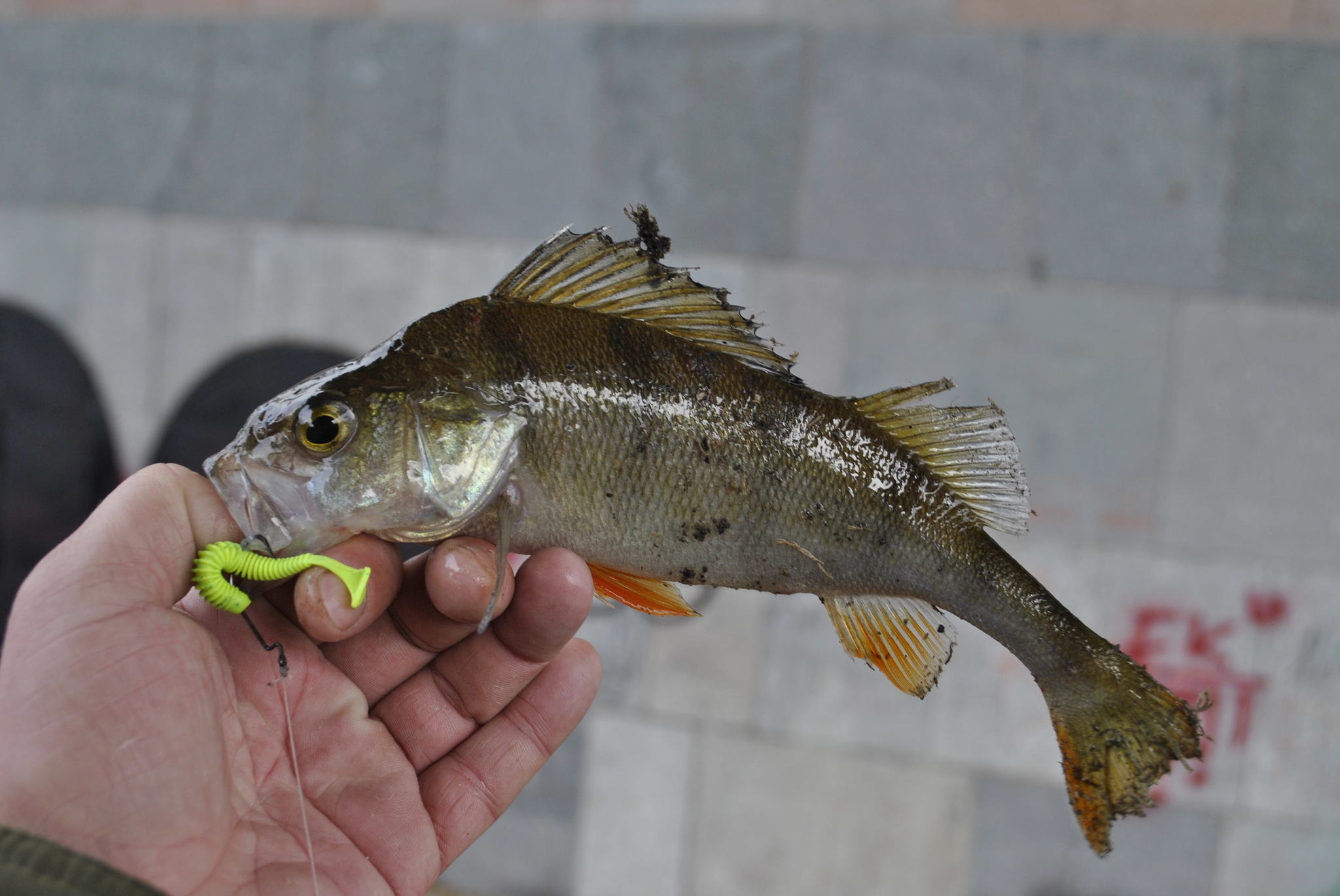 Dip you in the tape. - My, Perch, Carolina, , Spinning, Fishing, Longpost