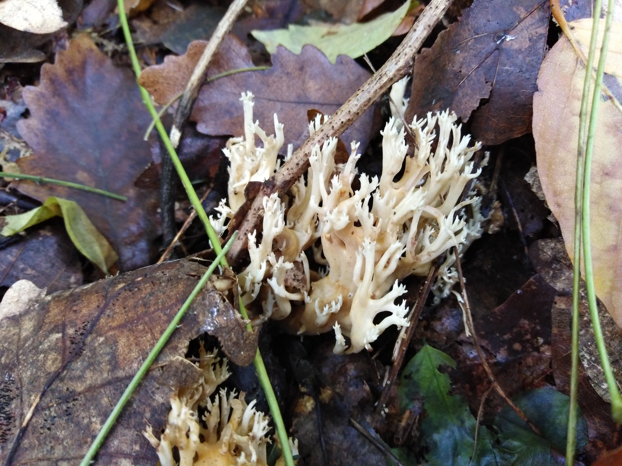 Autumn in Goryachiy Klyuch - My, Photo on sneaker, The nature of Russia, Longpost