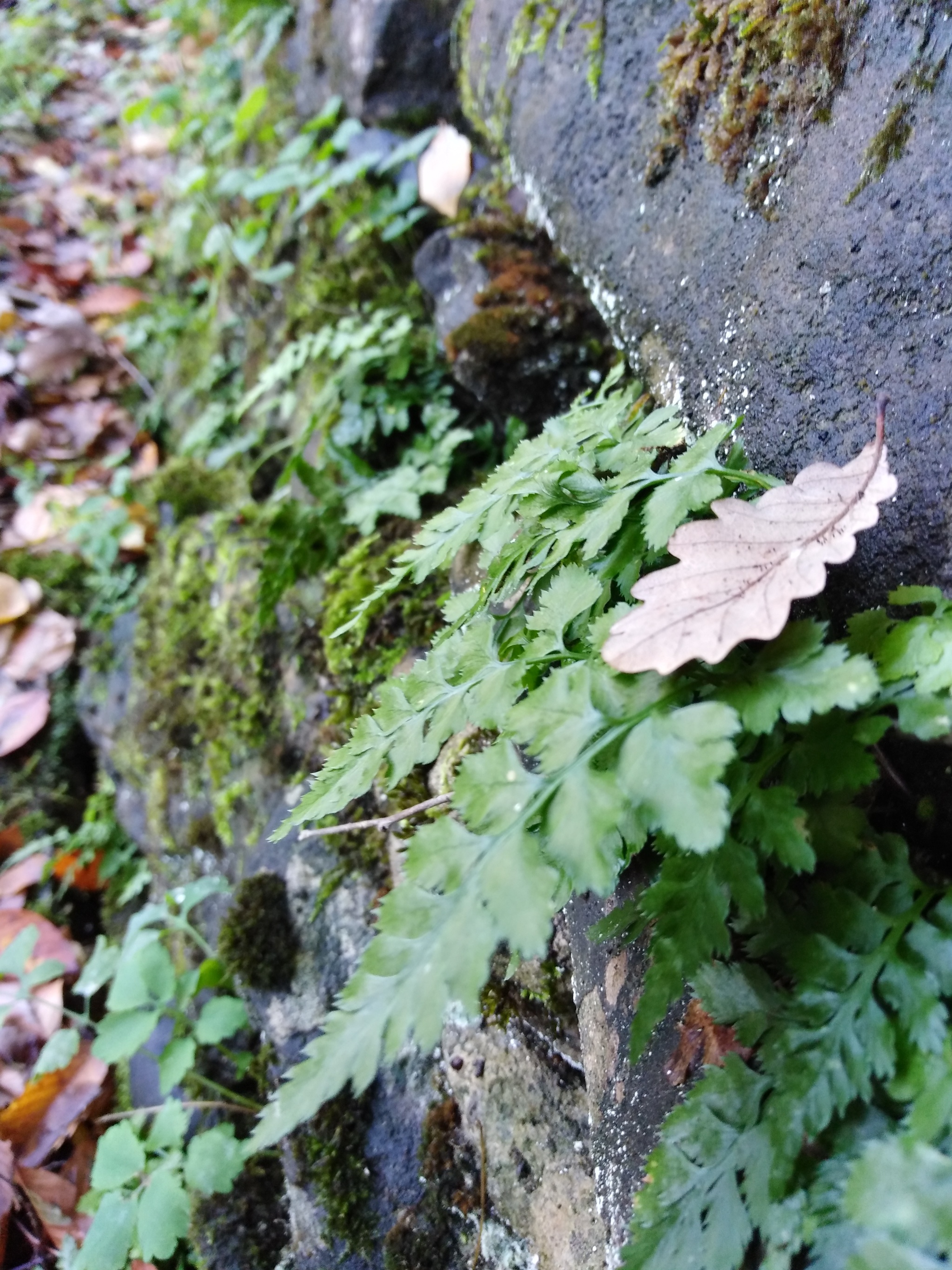 Autumn in Goryachiy Klyuch - My, Photo on sneaker, The nature of Russia, Longpost