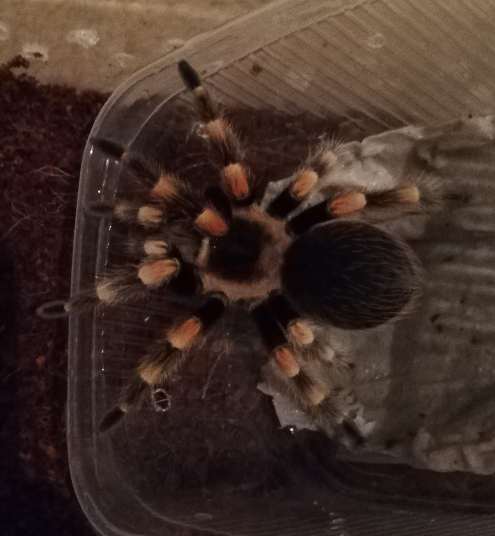 How an arachnophobe started a spider - My, Bird spiders, Brachypelma smithi, Arthropods, Pet, Longpost, Arachnophobia, Pets