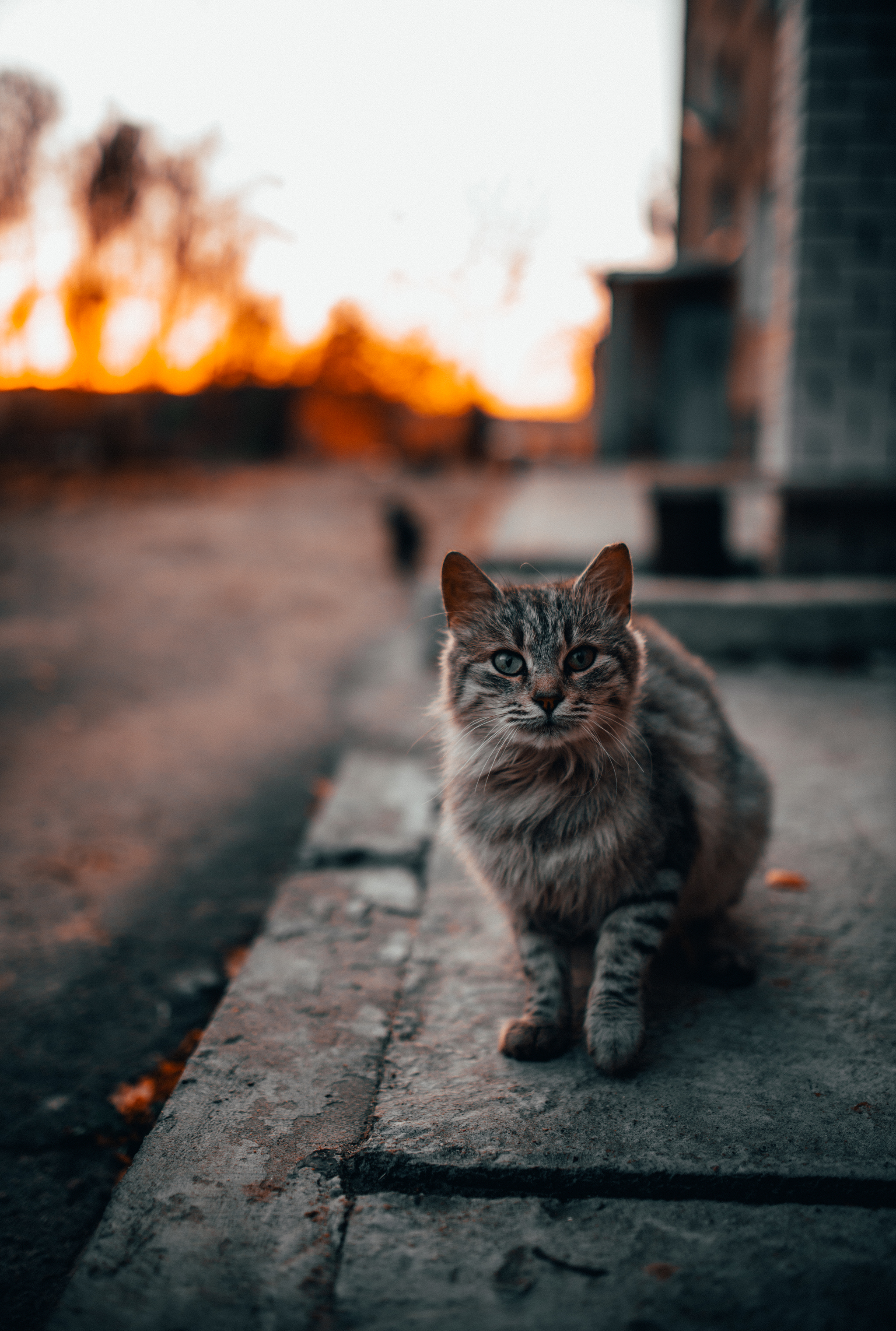 Autumn - the threshold of oblivion - My, Autumn, cat, The photo, Nature, A boat, Leaves, Longpost