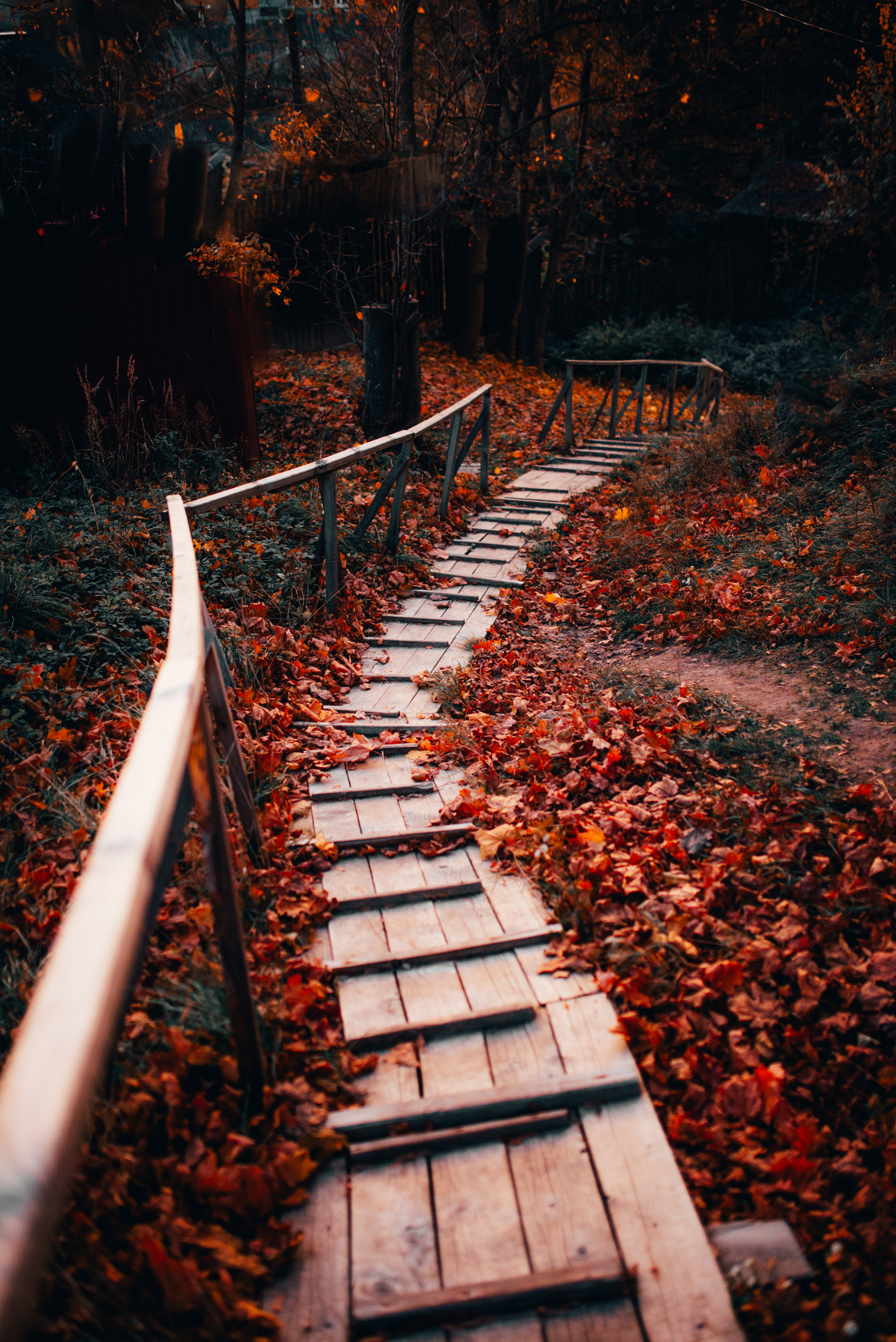 Autumn - the threshold of oblivion - My, Autumn, cat, The photo, Nature, A boat, Leaves, Longpost