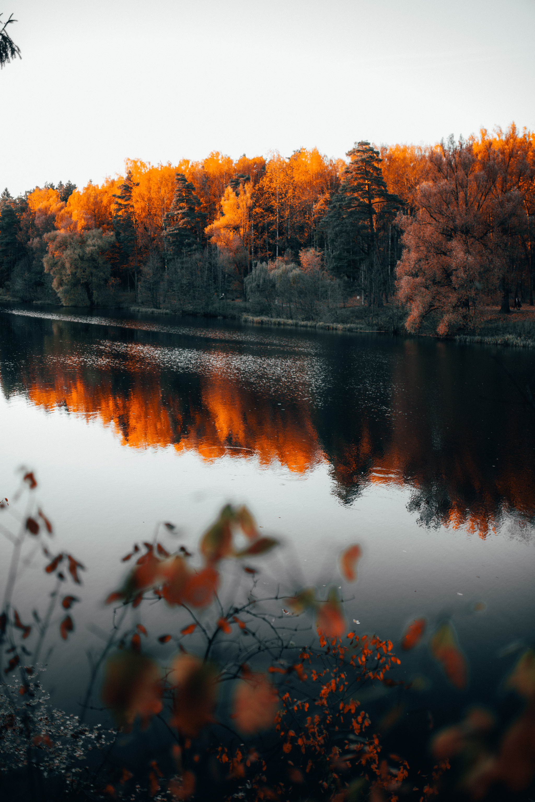 Autumn - the threshold of oblivion - My, Autumn, cat, The photo, Nature, A boat, Leaves, Longpost