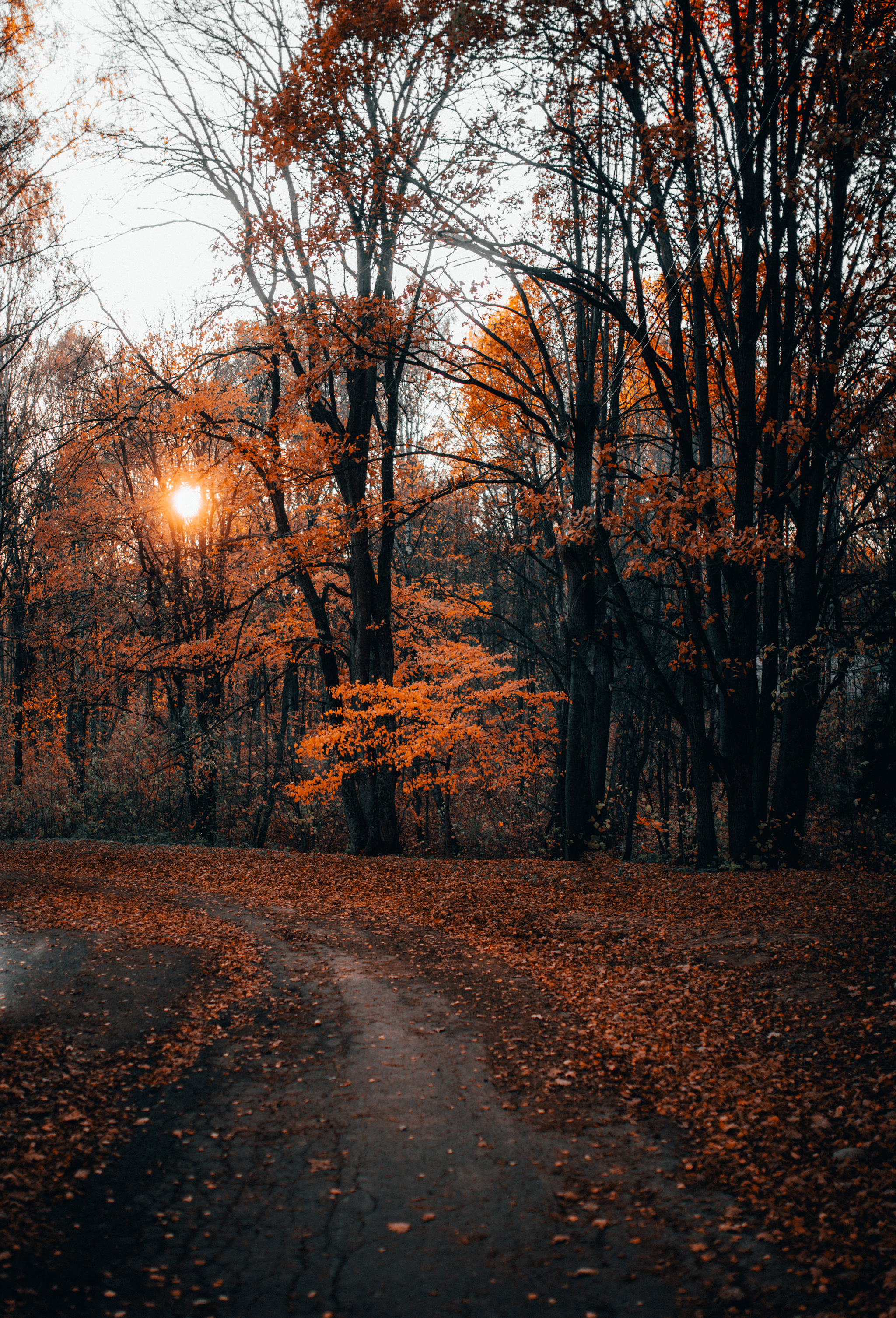 Autumn - the threshold of oblivion - My, Autumn, cat, The photo, Nature, A boat, Leaves, Longpost