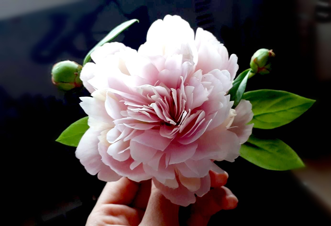 Brooch with peony flower. - My, Cold porcelain, Needlework without process, Decoration, Polymer clay, Flowers, Brooch, Longpost