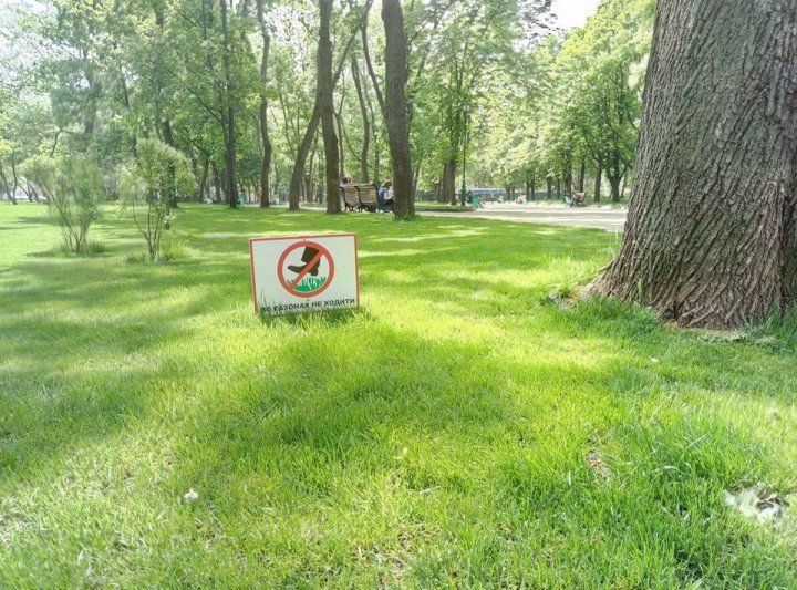 Plates for dogs - My, Longpost, Dog, Humor, Walking, Lawn, Табличка, Don't walk on lawns