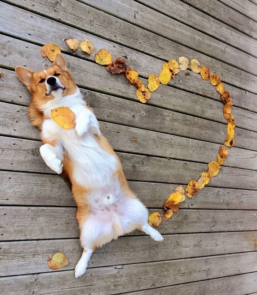 Corgis know how to enjoy any season - Corgi, Autumn, Leaves, Pets, Dog