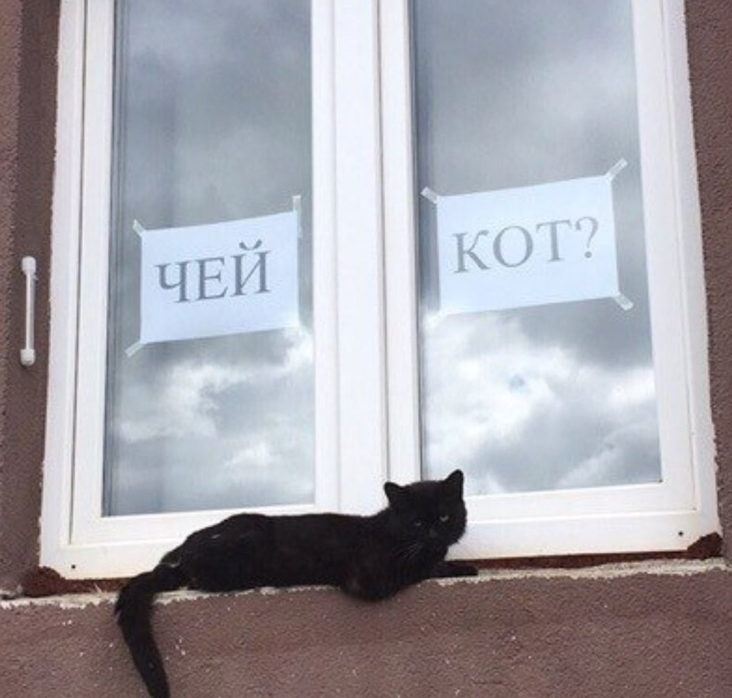 Whose cat? - cat, Black cat, Question, Window