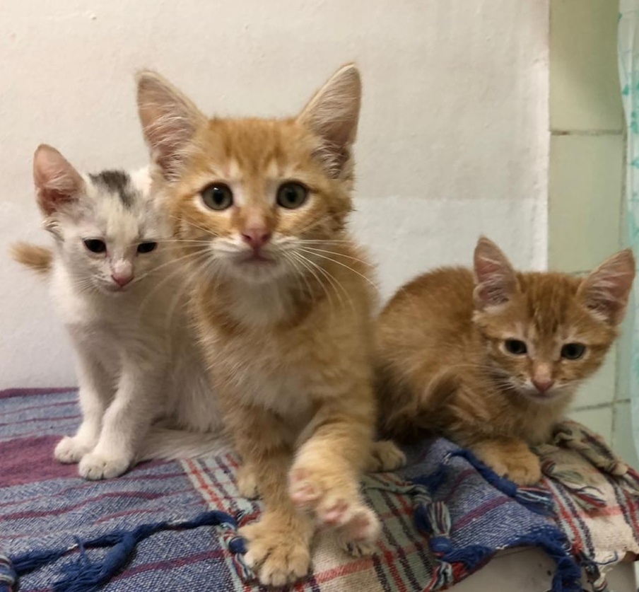 Kittens-foundlings))) all three boys)))) who needs a cat?))) - My, Kittens, I will give, Longpost, In good hands, cat, Found a cat, Moscow, No rating