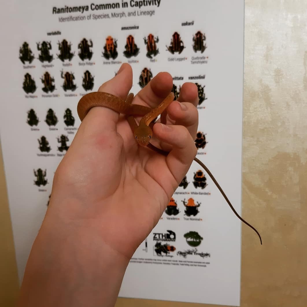 A small reviewer of a part of my collection of reptiles and amphibians / Gopher snakes - My, Snake, Pet, Terrariumistics, Exotic, Hobby, Longpost, Pets