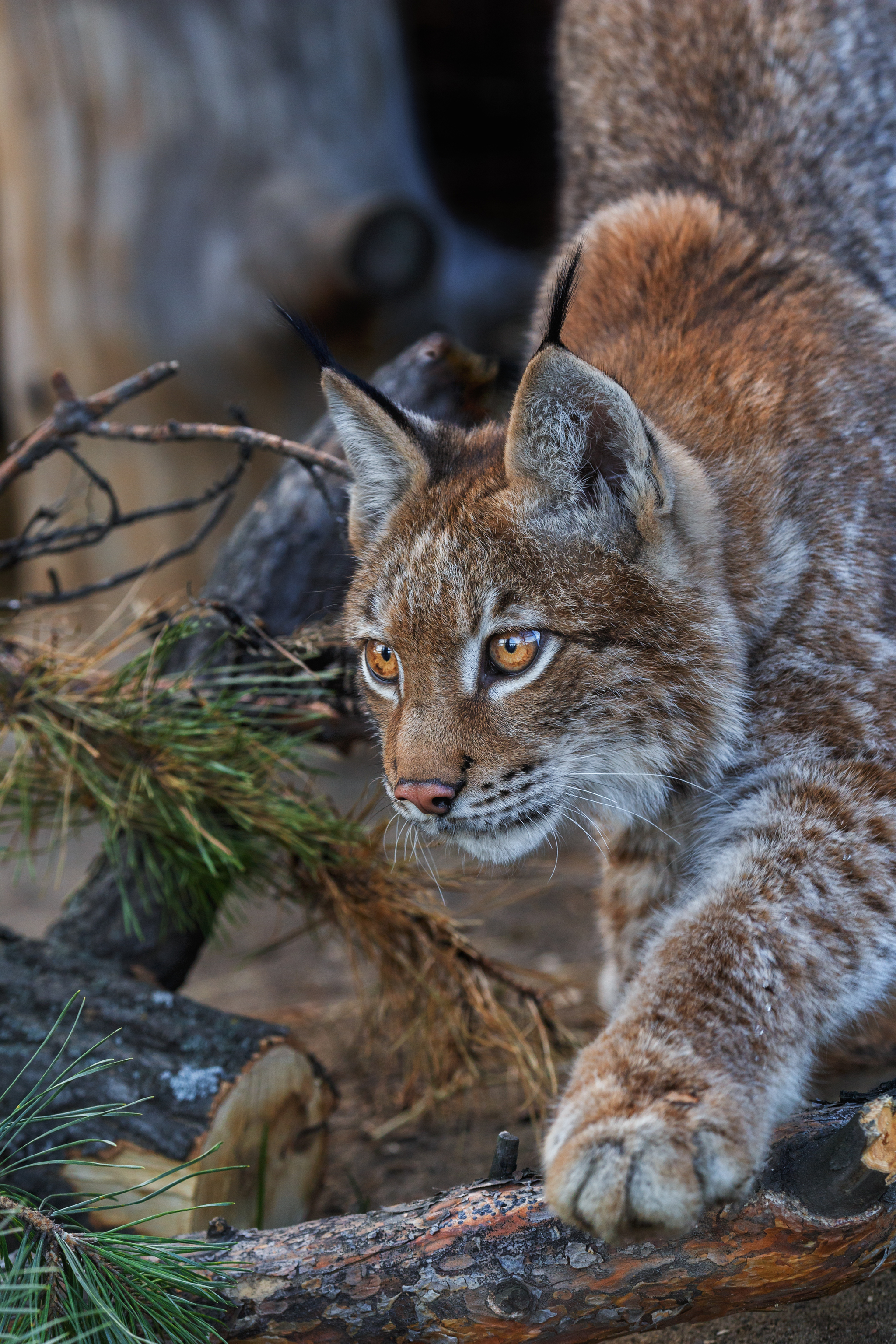 King of the Forest - Lynx, Forest, The photo