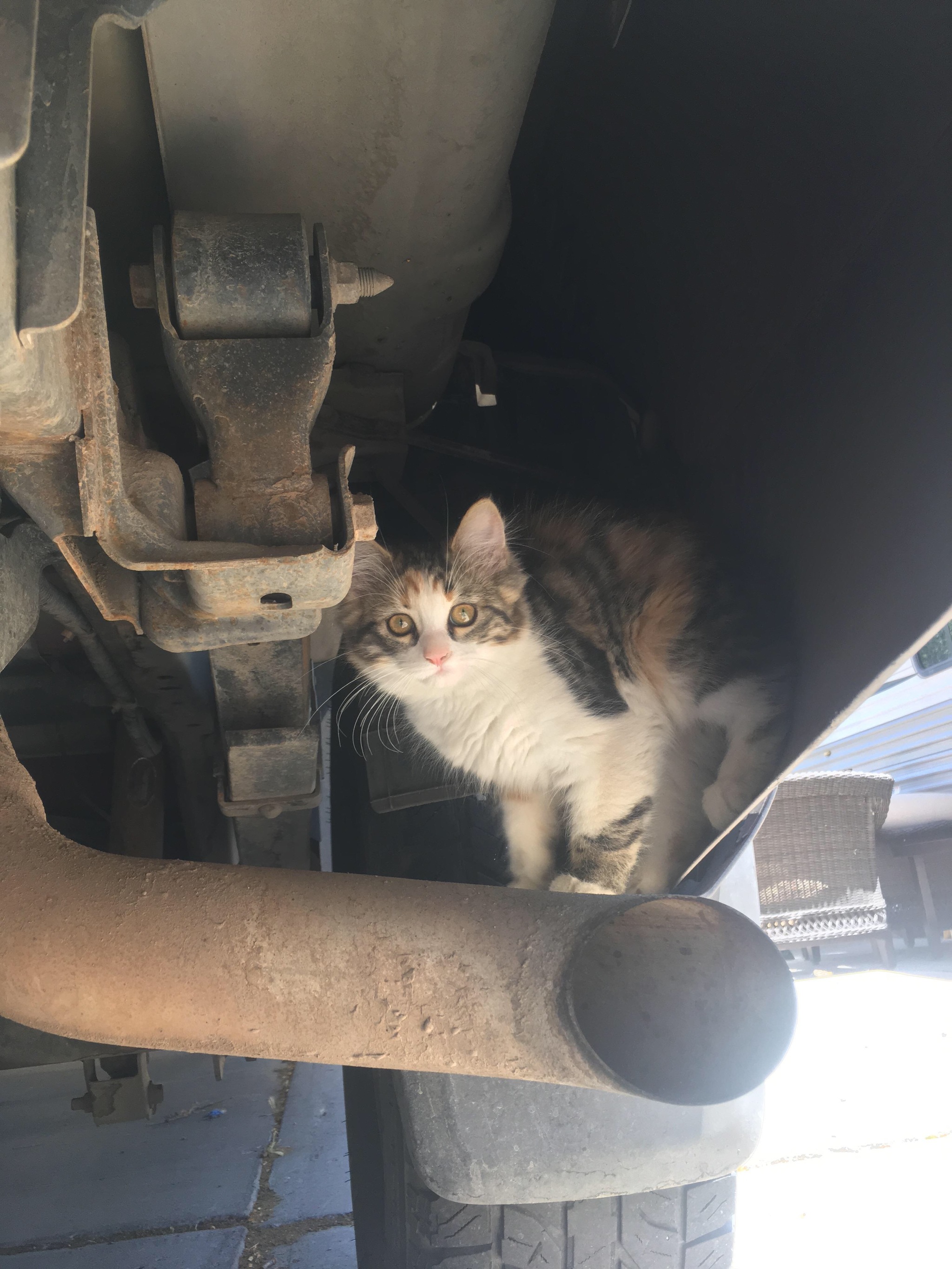 The only auto mechanic I can afford - cat, Catomafia, The photo, Milota, Car