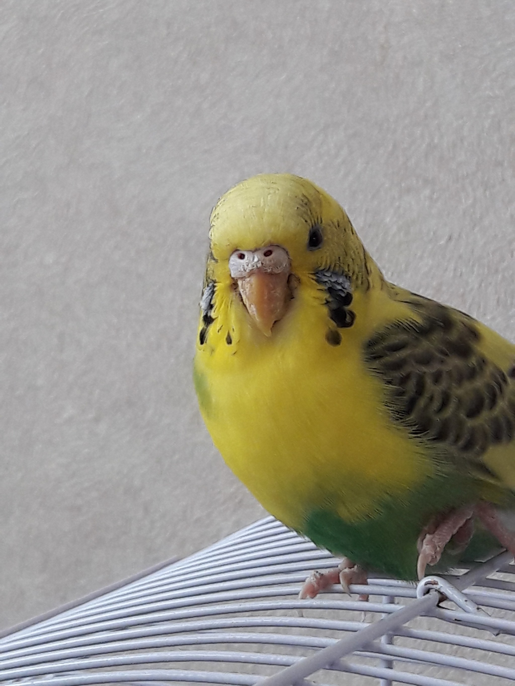 The problem with parrots - My, A parrot, Budgies, Ornithology League, Ornithology, No rating, Longpost