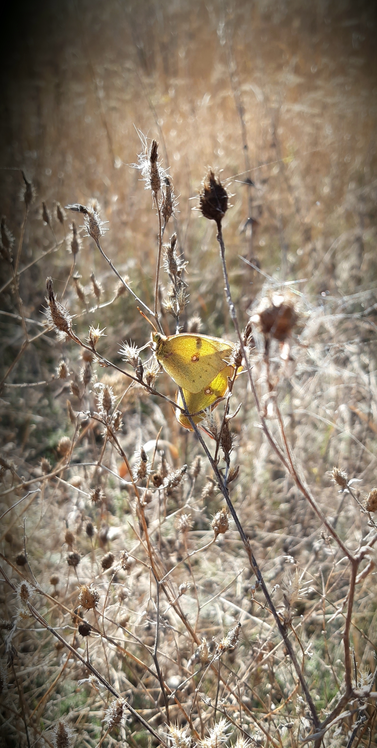 Autumn Donbass (2) - My, Photo on sneaker, Mobile photography, Autumn, Donbass, Longpost