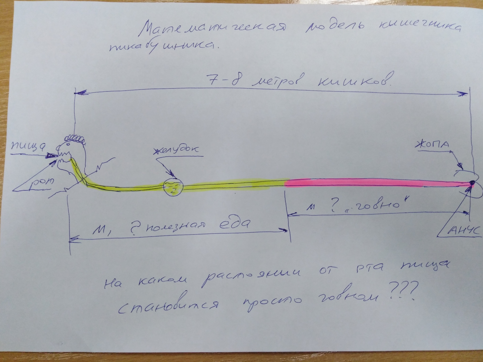 Вопрос по ЖКТ или математическая модель с вопросом для технаря пикабушника. - Вопрос, Кишечник, Врачи, Медицина