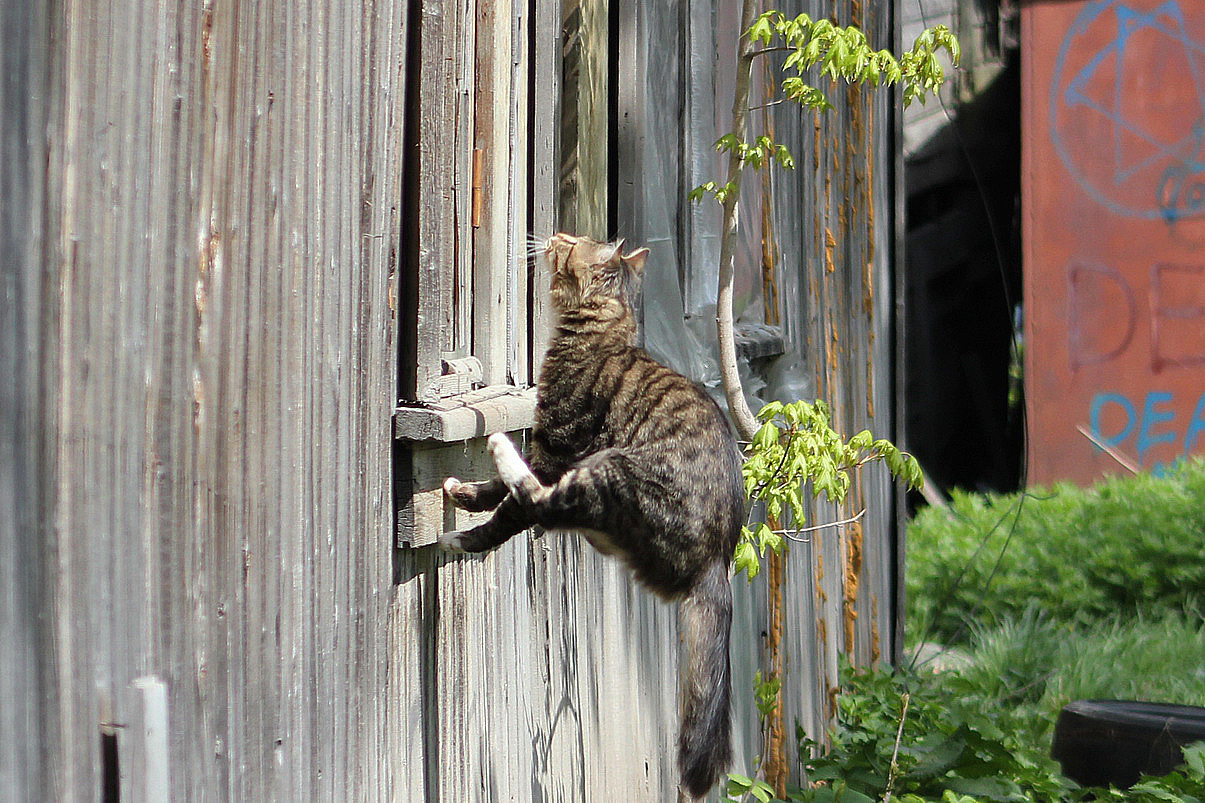 Vertical racing - cat, Catomafia