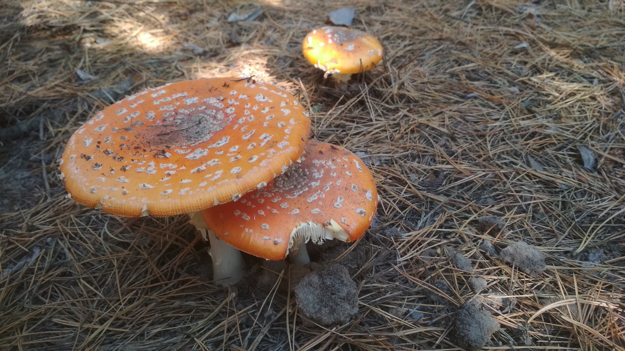 Amanita of the Plyuteev family - My, Fly agaric, Mushrooms, Silent hunt, Xiaomi redmi 4x, Kiev, Toadstool, Longpost