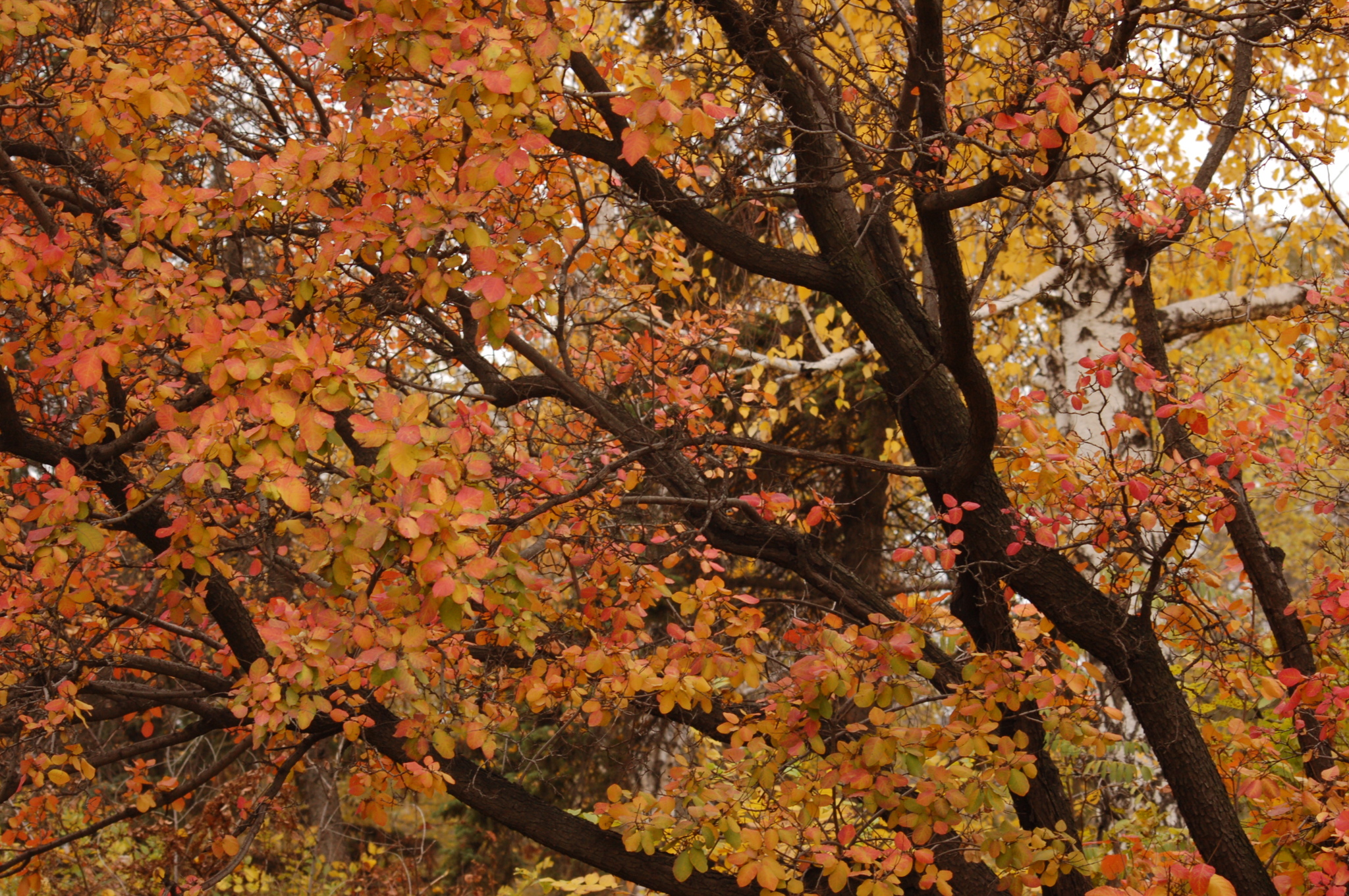 Autumn colors - My, Autumn, The photo, Longpost