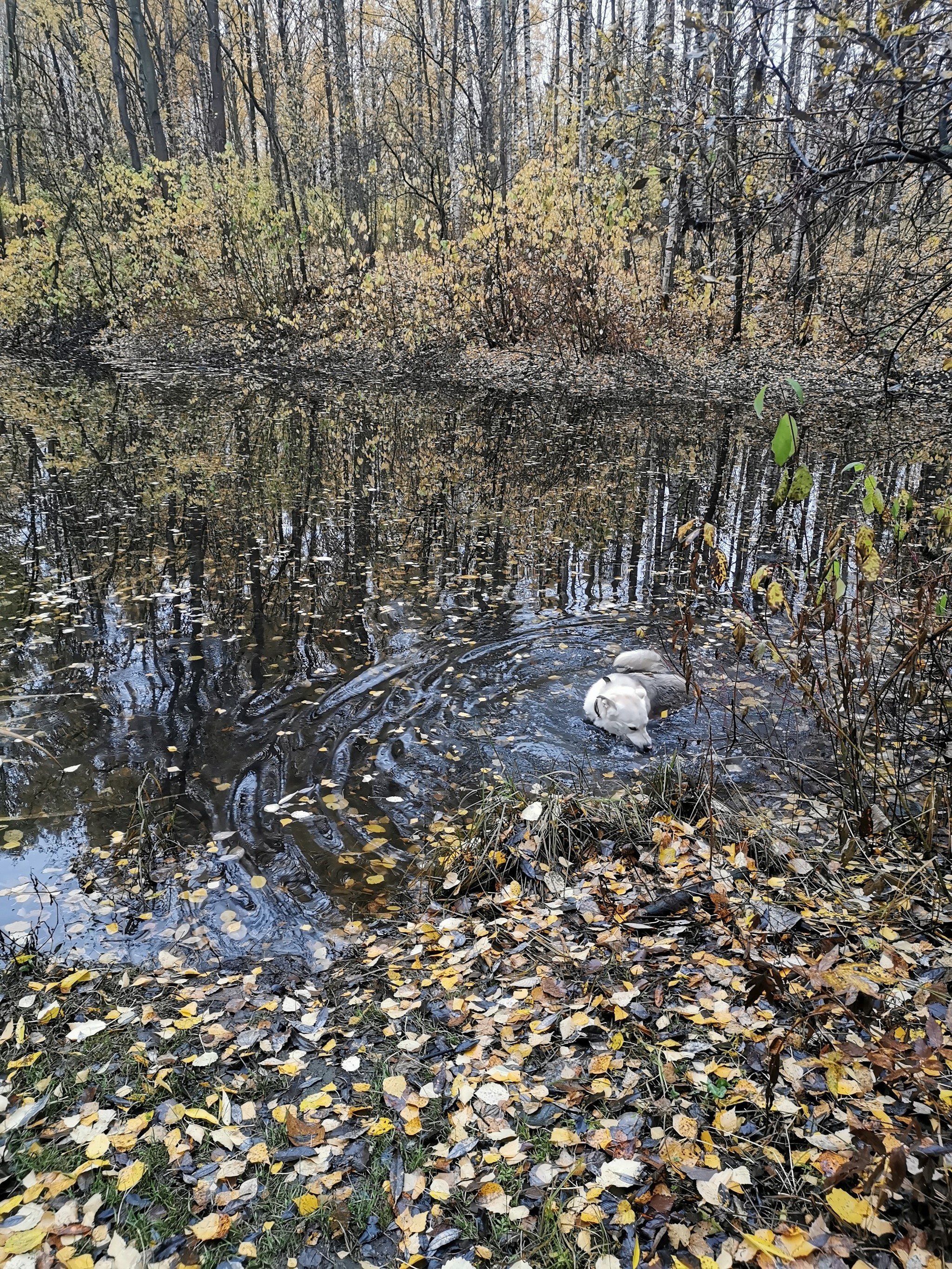 Before/ Process/ After - Dog, Swamp, Nature, Longpost