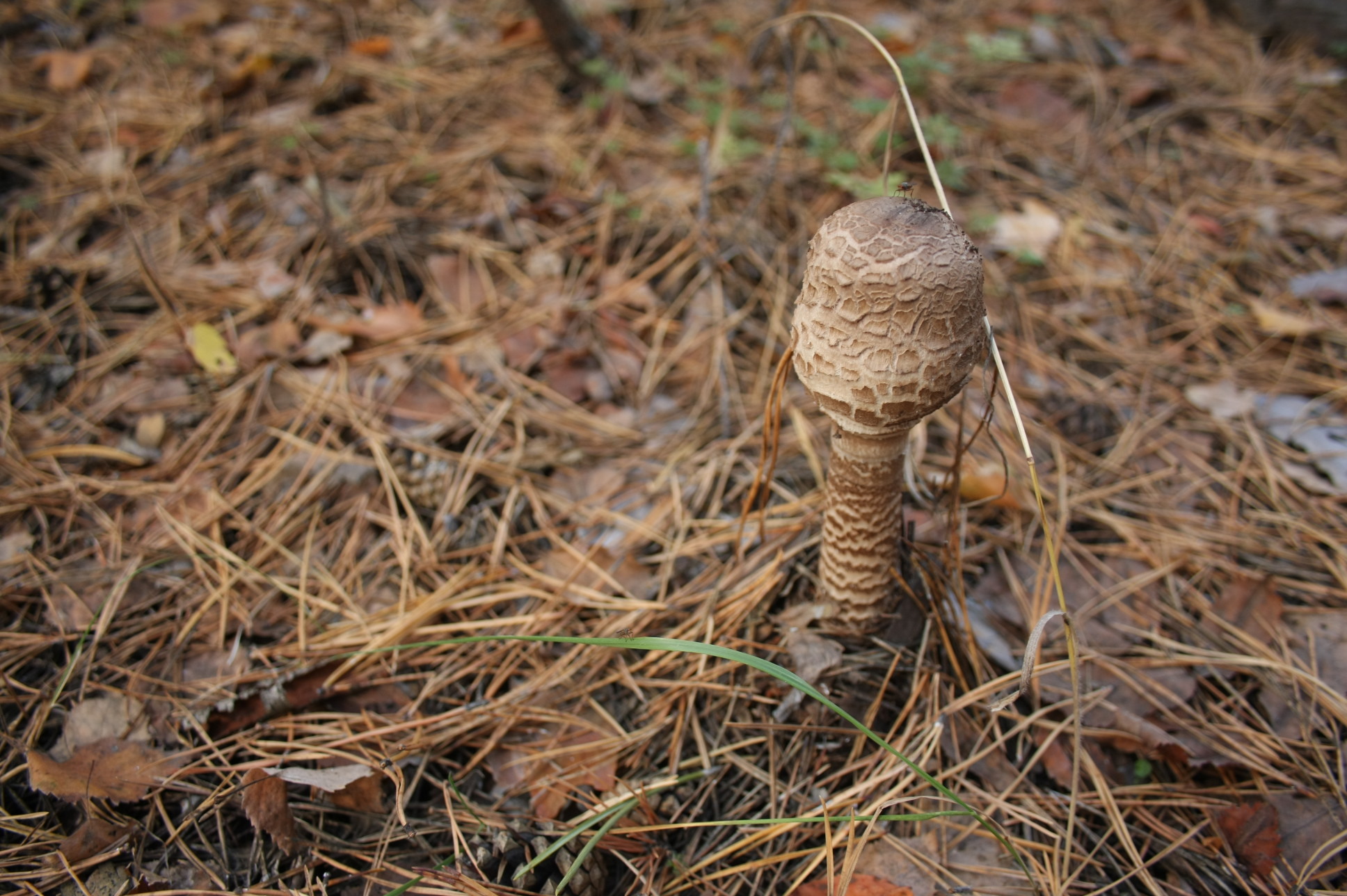 What kind of mushrooms? - Mushrooms, What's this?, , Longpost