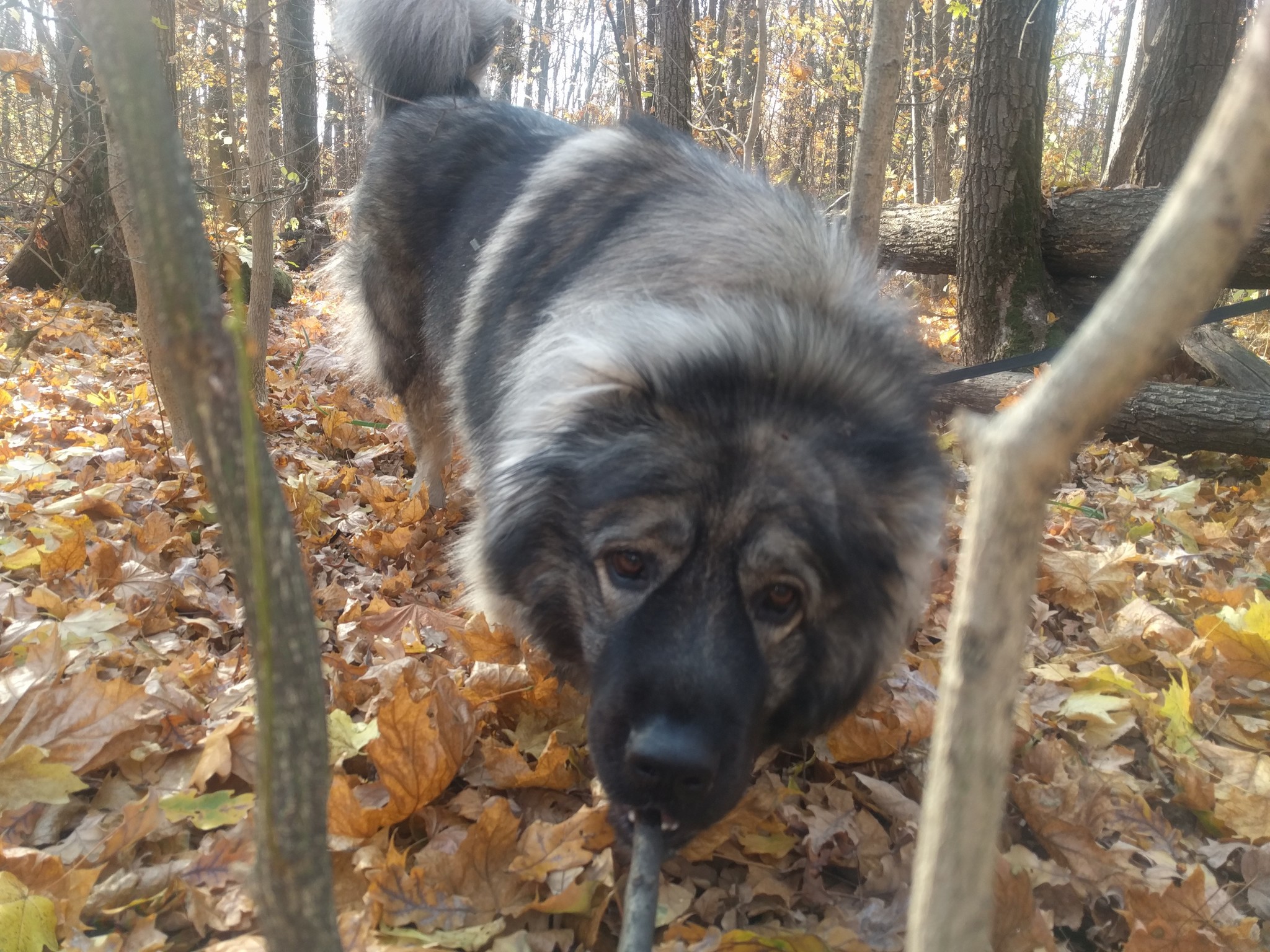 Kraken in the autumn forest - My, Dog, Autumn, Caucasian Shepherd Dog, Caucasians, Longpost